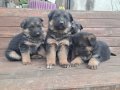 A kalite Alman çoban yavrular 