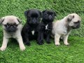 Pug mobs bebekler 