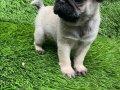 Pug mobs bebekler 