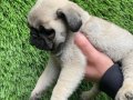 Pug mobs bebekler 