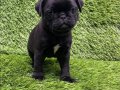 Pug mobs bebekler 