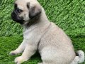 Pug mobs bebekler 