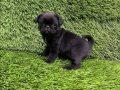Pug mobs bebekler 