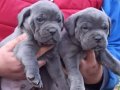 Cane corso italiano yavrular 