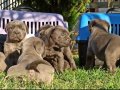 Cane corso italiano yavrular 