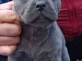 Cane corso italiano yavrular 