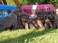 Cane corso italiano yavrular 