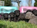 Cane corso italiano yavrular 