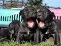 Cane corso italiano yavrular 
