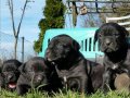 Cane corso italiano yavrular 