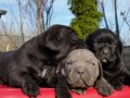 Cane corso italiano yavrular 