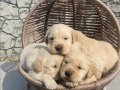 Baby face golden retriever yavrular 