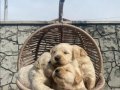 Baby face golden retriever yavrular 