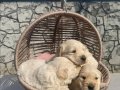 Baby face golden retriever yavrular 