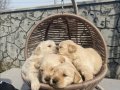 Baby face golden retriever yavrular 