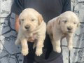 Baby face golden retriever yavrular 