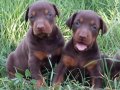 King Doberman yavrular 
