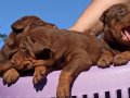 King Doberman yavrular 