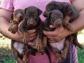 King Doberman yavrular 