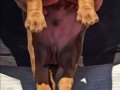 King Doberman yavrular 