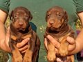 King Doberman yavrular 