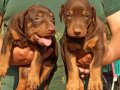 King Doberman yavrular 