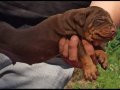 King Doberman yavrular 