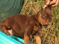 King Doberman yavrular 