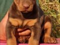 King Doberman yavrular 