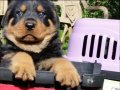 Macar kafa Rotweiler 