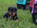 Macar kafa Rotweiler 