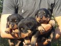 Macar kafa Rotweiler 