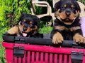 Macar kafa Rotweiler 