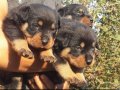 Macar kafa Rotweiler 