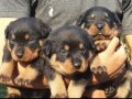 Macar kafa Rotweiler 