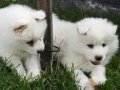 Kartopu samoyed yavrular 