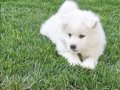 Kartopu samoyed yavrular 