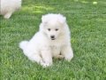 Kartopu samoyed yavrular 