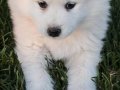 Kartopu samoyed yavrular 