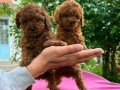 Toy poodle yavrular 