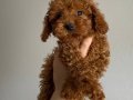 Toy poodle yavrular 