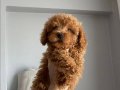 Toy poodle yavrular 