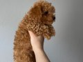 Toy poodle yavrular 