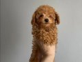 Toy poodle yavrular 