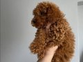 Toy poodle yavrular 