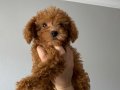 Toy poodle yavrular 