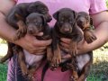 King Doberman yavrular 