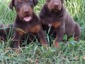 King Doberman yavrular 
