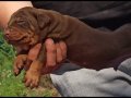 King Doberman yavrular 