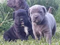 Dev Cane Corso Yavrular 
